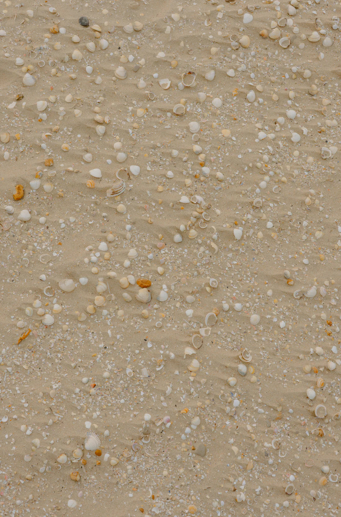 Ocean & Sea Salt 15.7oz Liquid Hand Soap