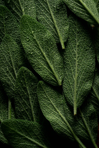 Sage & Sea Salt 12 oz scented candle