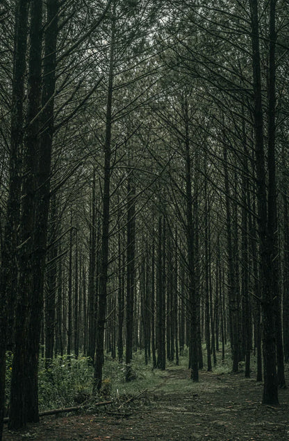 Teakwood 100 ml Room Spray