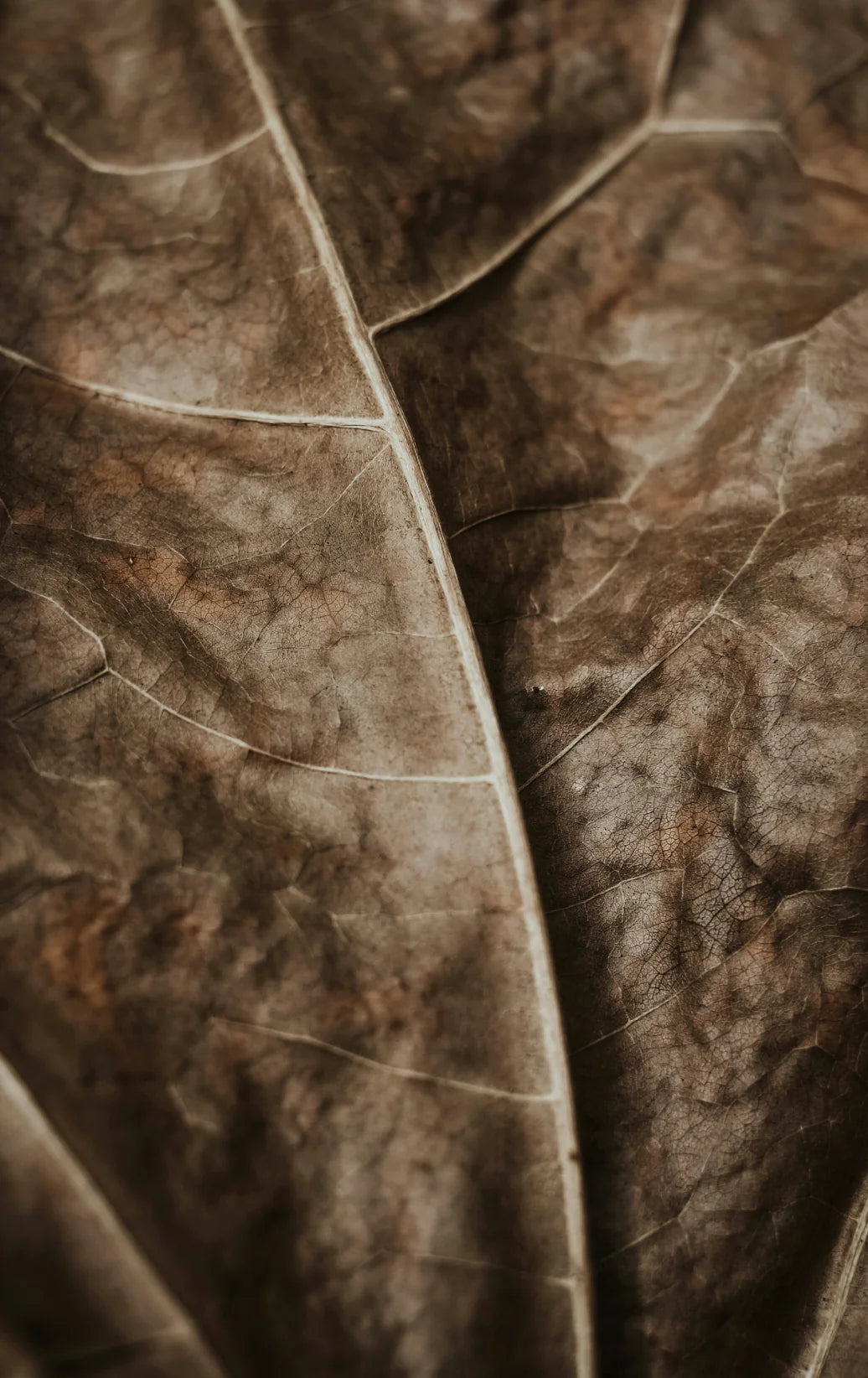 Honey Tobacco 23 oz scented candle