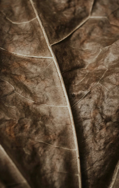 Honey Tobacco 23 oz scented candle