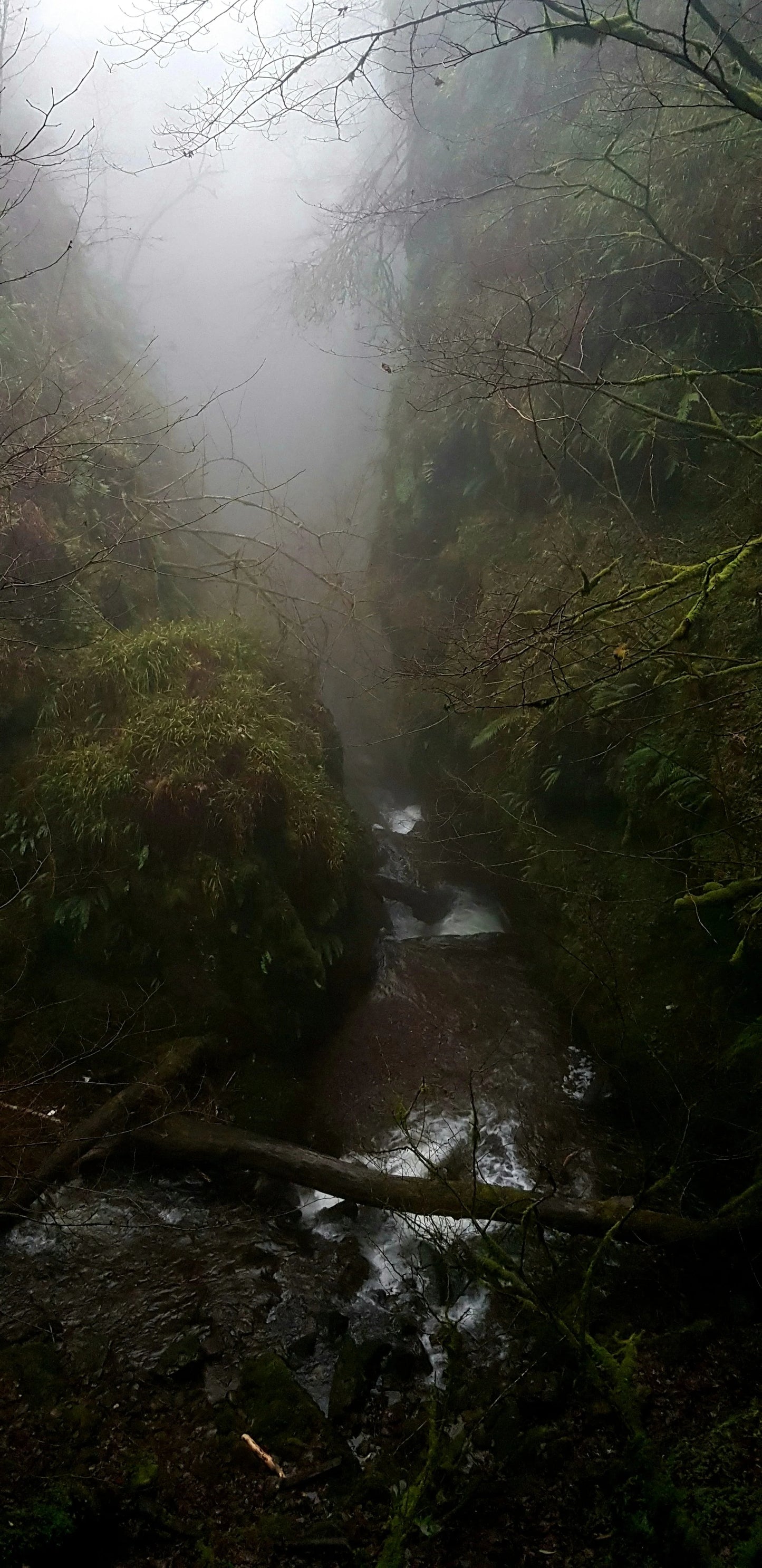 Teakwood 50ml Whiskey and Leather Perfume Oil Dropper