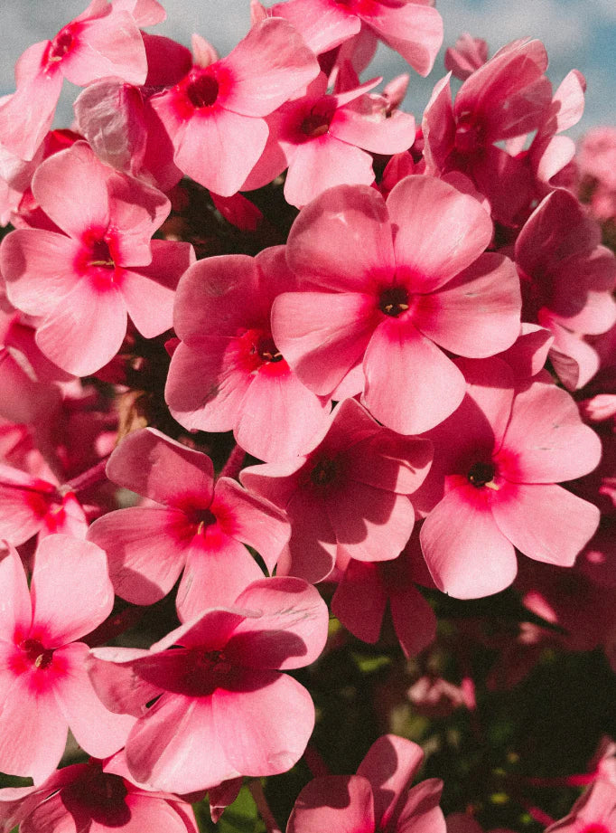 Rose & Geranium 15.7 oz Liquid Hand Soap