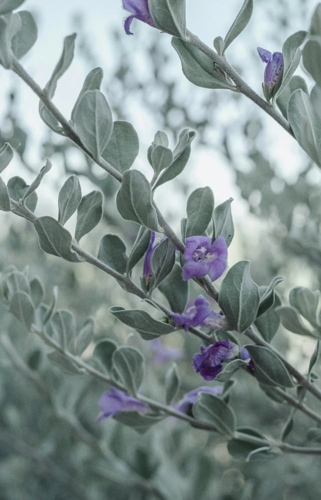 Eucalyptus & Lavender 12 oz scented candle