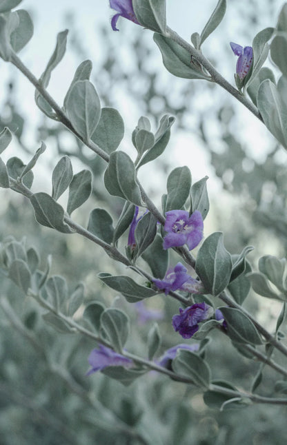 Eucalyptus & Lavender 12 oz scented candle
