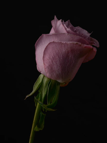 Amber Bloom 50 ml Perfume Oil Dropper